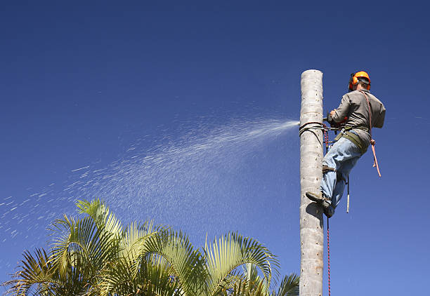 Best Commercial Tree Services  in Silver Lake, OH